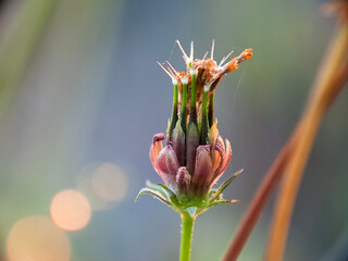 Fading Beauty: A Close-Up of a Dying Flower Bud with Delicate Spiderwebs