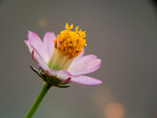 Close-up of a Pink and Yellow Cosmos Flower with Soft Lighting and Focus