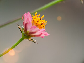 Close-up of a Delicate Pink Flower with Subtle Yellow Center