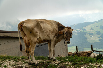 Krowa 