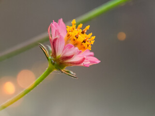 Pink Flower with Yellow Center, Soft Bokeh Background
