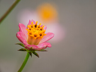Delicate Pink Cosmos Flower with Vibrant Yellow Center and Soft Focus Background