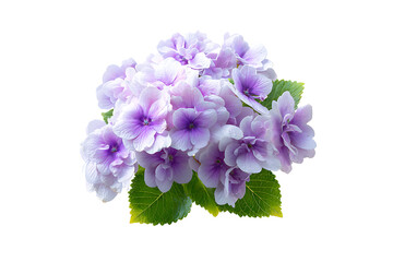 Cluster of delicate purple and white flowers isolated on transparent background