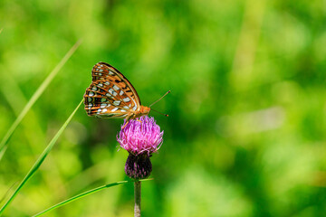 Obraz premium ノアザミの花にとまるウラギンヒョウモン