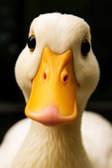 Charming White Duck with Golden Beak in Stunning Close-Up
