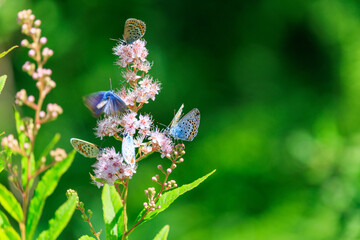 ホザキシモツケに群れるヒメシジミ蝶