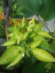 Close-up of bird’s eye chili plant tip with young light green fruits emerging, showcasing the early fruiting stage of a spicy vegetable plant.
