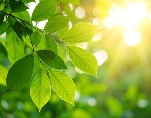 Vibrant green leaves backlit by bright sunlight, bokeh effect in background