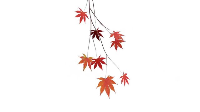 Realistic orange tree branch on white background.