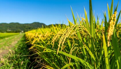 Ripe rice stalks in a field under a clear blue sky.