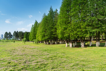 Beautiful panorama of green city park