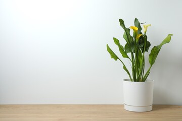 Zantedeschia (Calla Lily) planted in an elegant ceramic pot placed on the table. Natural light...