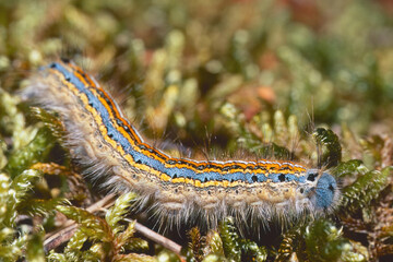 caterpillar of lackey moth