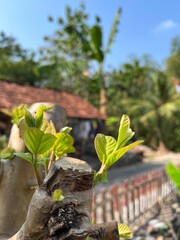 Fresh green leaves sprouting from a pruned tree branch with blurred village background in daylight.