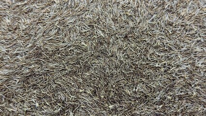 Fibrous-Crystalline Texture with Chaotic Element Arrangement — Ideal Image for Scientific, Technical, and Graphic Projects