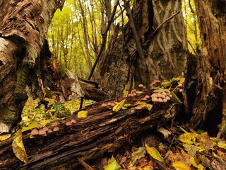 tree in autumn