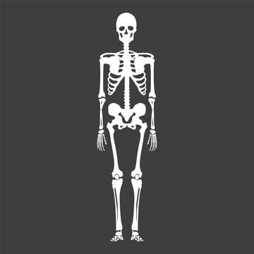 Vector White Silhouette Skeleton. Front View.