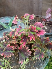 Close-up of colorful coleus plant shoot with vibrant red, green, and yellow leaves, showcasing intricate patterns and fresh growth.