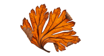 Vibrant autumn leaf showcases intricate veins and warm amber hues, evoking natural beauty and seasonal change