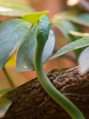 green snake on a tree