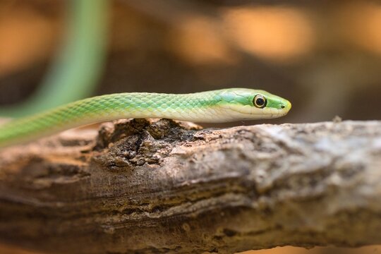 green snake on a tree