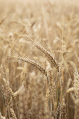 Fototapeta premium Two golden wheat ears in focus on blurred wheat field background