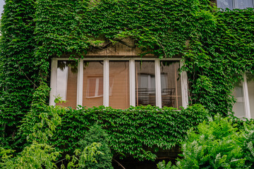 Bluszcz pokrywa ścianę kamienicy