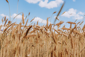 Zboże na tle pola uprawnego © rozentuzjazmowany