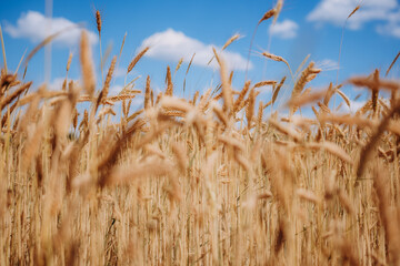 Zboże na tle pola uprawnego © rozentuzjazmowany