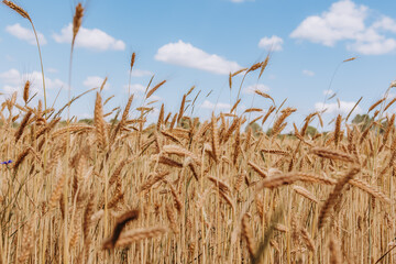 Zboże na tle pola uprawnego