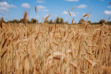Zboże na tle pola uprawnego © rozentuzjazmowany
