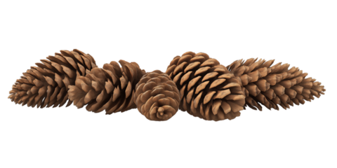 Group of Five Pine Cones Arranged in a Curve conifer cone isolated on a transparent background