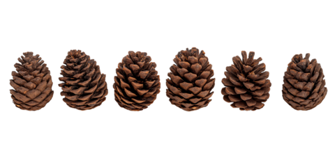 Six Pine Cones Lined Up in a Horizontal Row conifer cone isolated on a transparent background