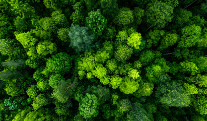 Top view of a young green forest in spring or summer