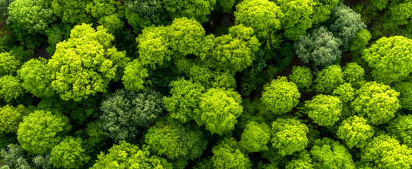 Naklejka premium Top view of a young green forest in spring or summer