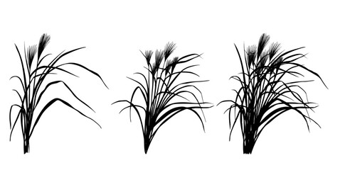 ススキのイラスト素材