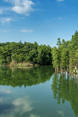 Lush greener around the pond in the park