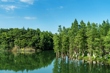 Lush greener around the pond in the park