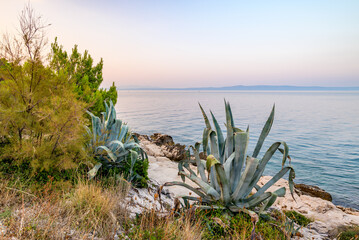 Coastal landscape with trees and sea at sunset