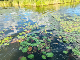 Serene Water Scene with Green Lily Pads in a Calm Lake Environment
