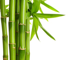 Obraz premium Close-up bamboo stalks and leaves
