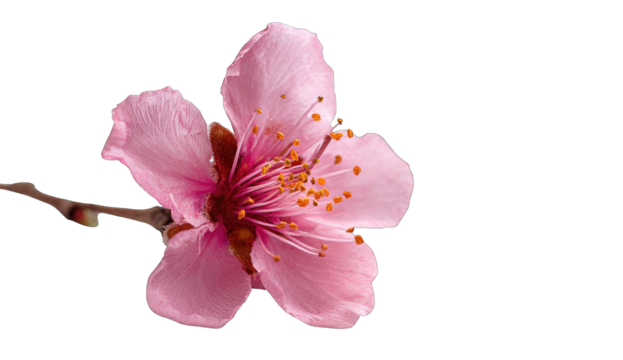 Close-up of a delicate, pink peach blossom, centered on a black background