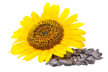 Sunflower isolated on white