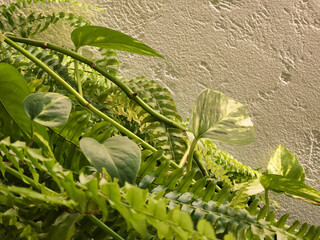 Hanging leafy plants. Green plants against the wall