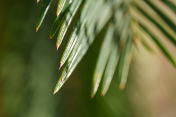close-up of the sharp green leaves of a plant