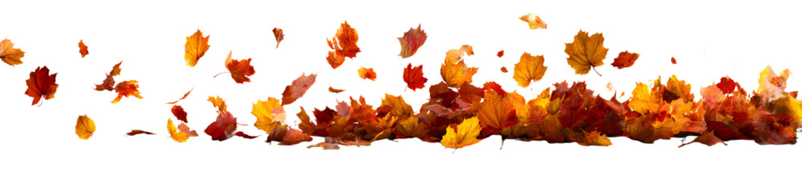 Fototapeta autumn leaves flying or floating isolated on transparent background. autumn leaves blown by the wind