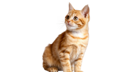 A cute orange tabby kitten sitting attentively looking to the side isolated on transparent background