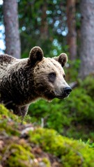 Close-up of a bear in a forest