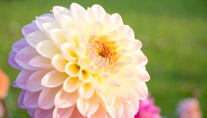 Close-up of a beautiful pastel flower