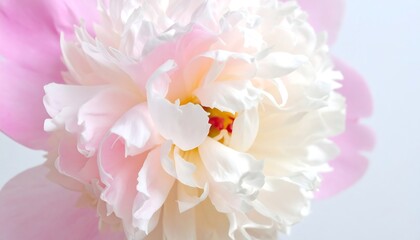 Close-up of a beautiful peony